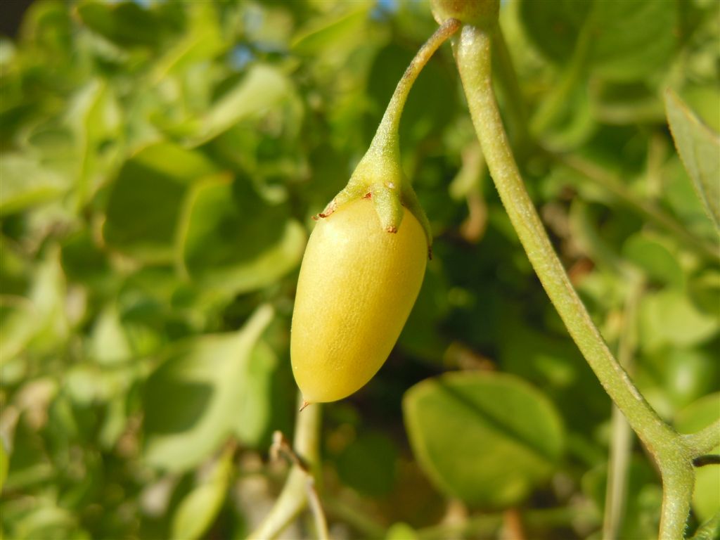 Salpichroa origanifolia / Salpicroa